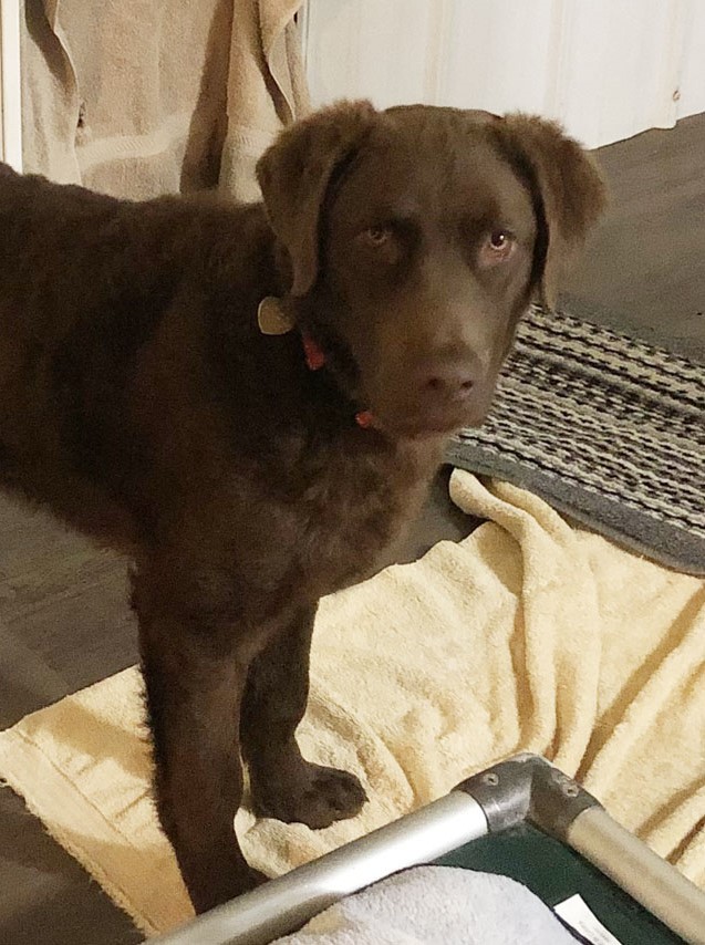 Blitz, Chesapeake Bay Retriever