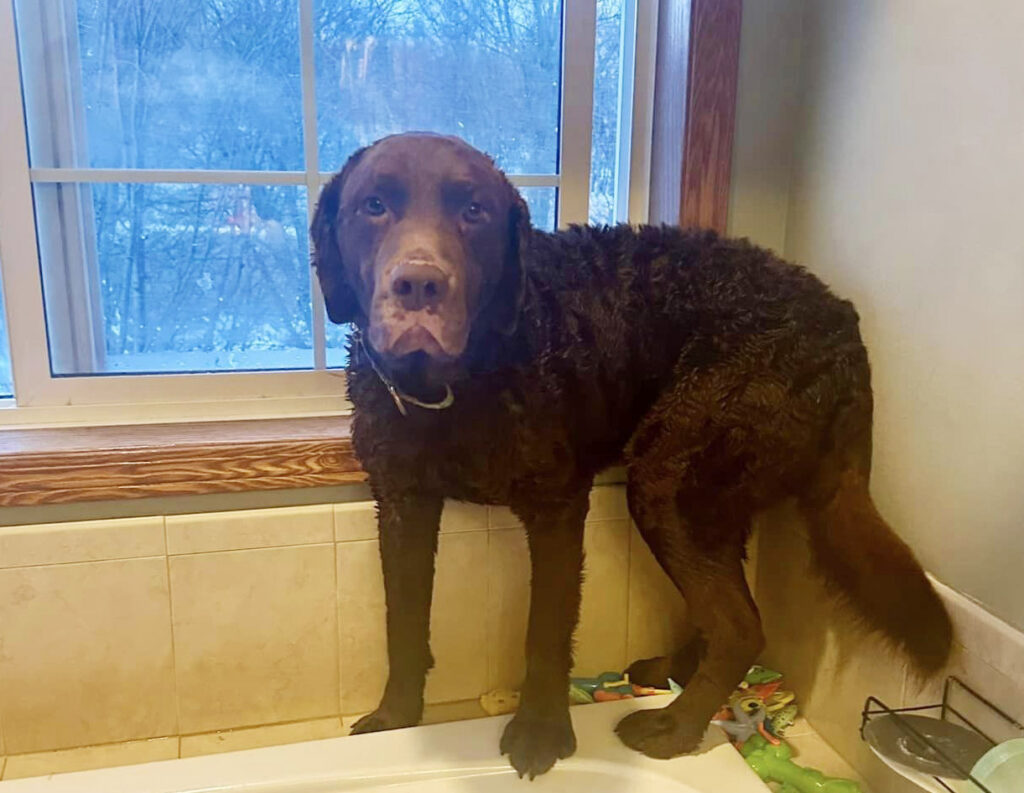 Mayor, Chesapeake Bay Retriever