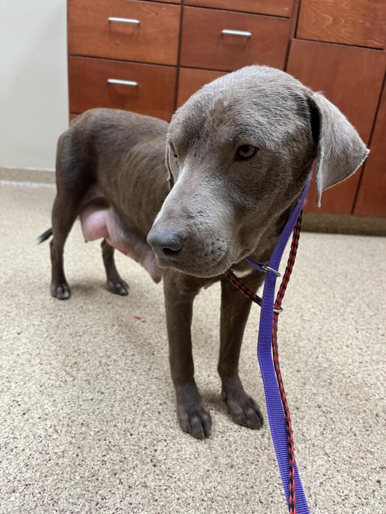 Opal at the Vet (12/6/24)